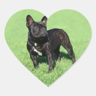 Bulldog 2 hart sticker
