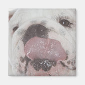 Bulldog 2 magneet (Voorkant)