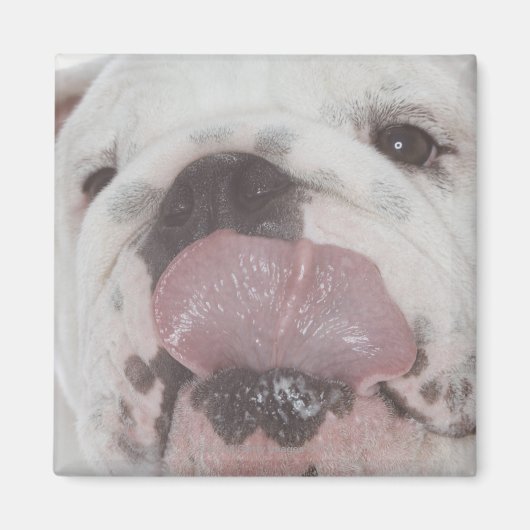 Bulldog 2 magneet (Voorkant)