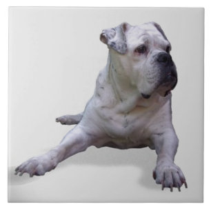 BULLDOG 2, Pet Love, Best Friend KEEPSAKE Tegeltje