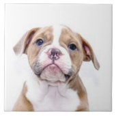 BULLDOG 5, Pet Love, Best Friend KEEPSAKE Tegeltje (Voorkant)