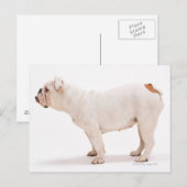 Bulldog Briefkaart (Voorkant / Achterkant)