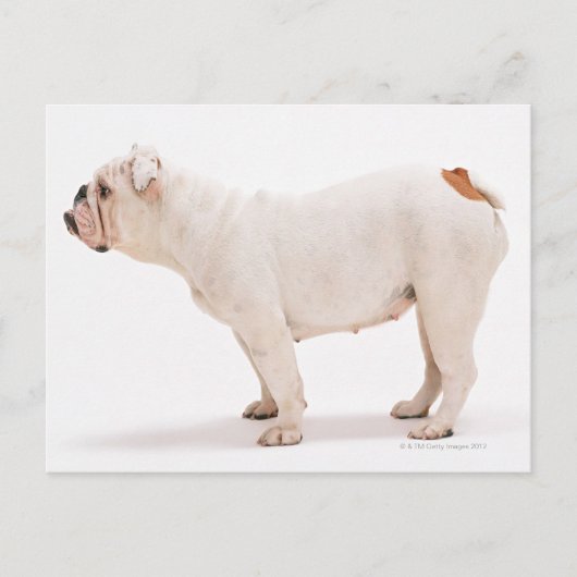 Bulldog Briefkaart (Voorkant)