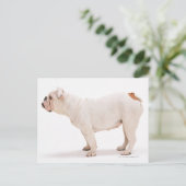 Bulldog Briefkaart (Staand voorkant)