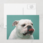 Bulldog Briefkaart (Voorkant / Achterkant)