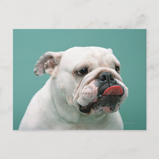 Bulldog Briefkaart (Voorkant)