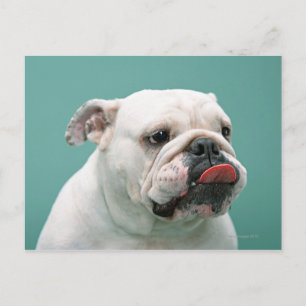 Bulldog Briefkaart