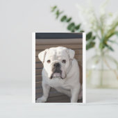 Bulldog Briefkaart (Staand voorkant)