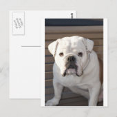 Bulldog Briefkaart (Voorkant / Achterkant)