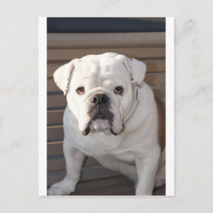 Bulldog Briefkaart