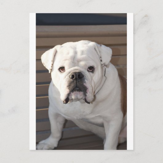 Bulldog Briefkaart (Voorkant)