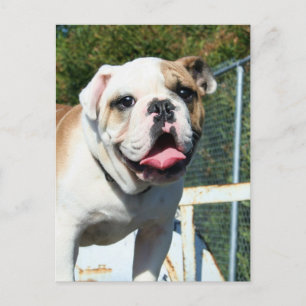 Bulldog briefkaart