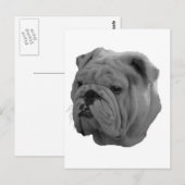 Bulldog Briefkaart (Voorkant / Achterkant)