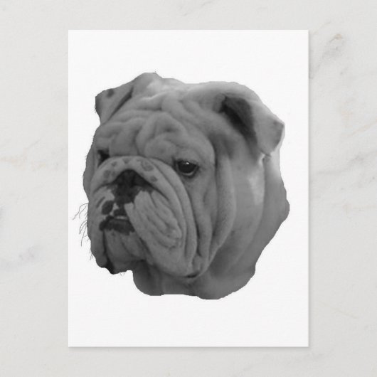 Bulldog Briefkaart (Voorkant)