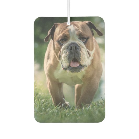 Bulldog Car Air Freshener Luchtverfrisser (Voorkant)