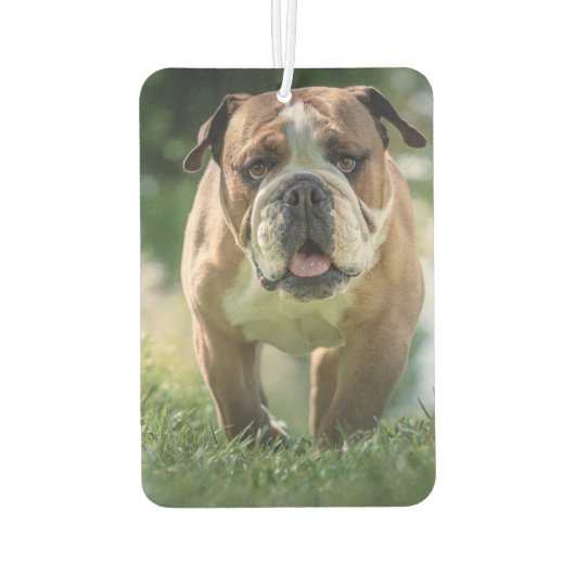 Bulldog Car Air Freshener Luchtverfrisser (Achterkant)