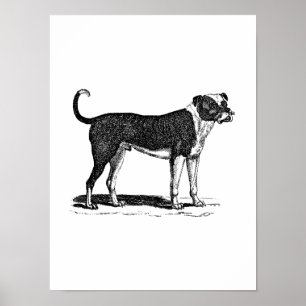  Bulldog Dog Illustration van de 1800s - Honden Poster