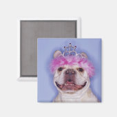Bulldog draagt tiara magneet (Voorkant / Achterkant)