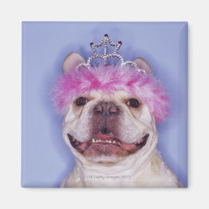 Bulldog draagt tiara magneet