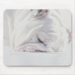 Bulldog Eating Muismat