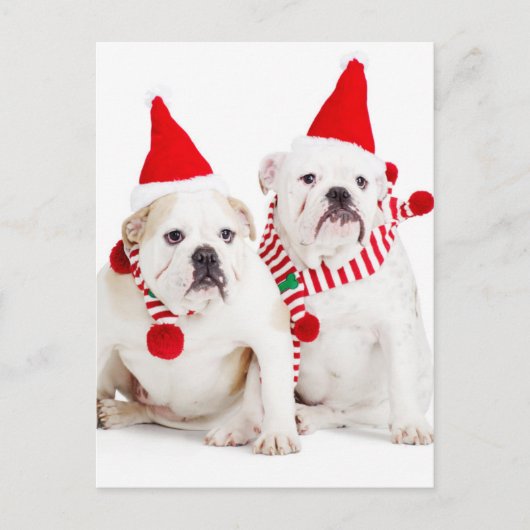 Bulldog Elves Briefkaart (Voorkant)