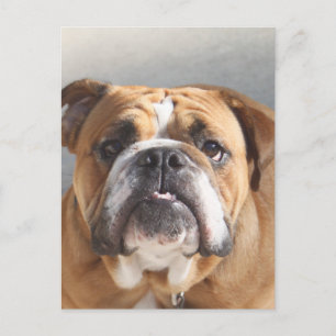 Bulldog Face - English Bulldog, Brown Briefkaart