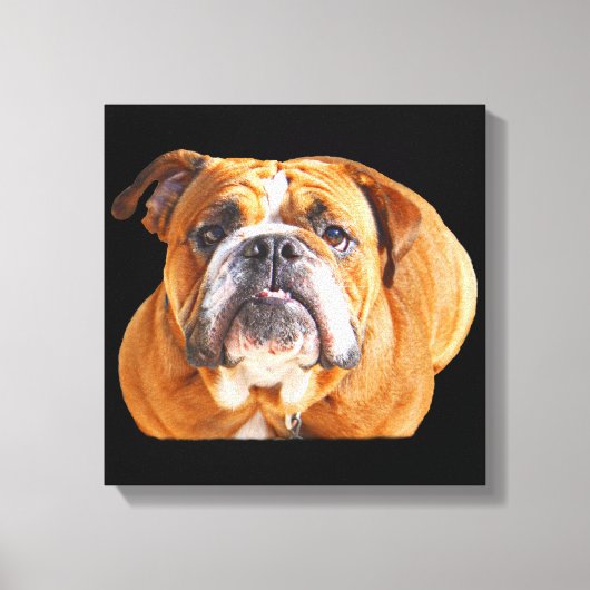 Bulldog Face - English Bulldog, Brown Canvas Afdruk (Voorkant)