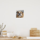 Bulldog Face - English Bulldog, Brown Poster (Keuken)