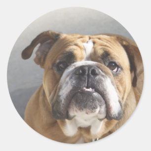 Bulldog Face - English Bulldog, Brown Ronde Sticker