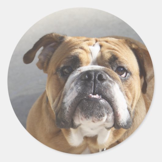 Bulldog Face - English Bulldog, Brown Ronde Sticker (Voorkant)