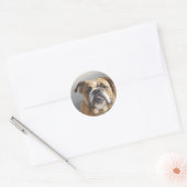 Bulldog Face - English Bulldog, Brown Ronde Sticker (Envelop)