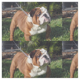 bulldog full.png stof