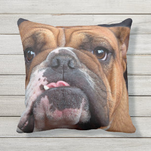 BULLDOG GEZICHTSFOCUS BUITENKUSSEN