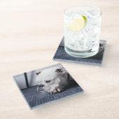 bulldog glazen onderzetter (Schuin)