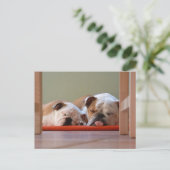 Bulldog Groep Slapend Briefkaart (Staand voorkant)
