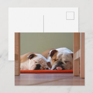 Bulldog Groep Slapend Briefkaart