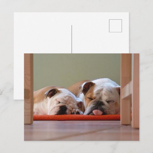 Bulldog Groep Slapend Briefkaart (Voorkant / Achterkant)