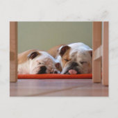 Bulldog Groep Slapend Briefkaart (Voorkant)