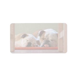 Bulldog Groep Slapend Etiket