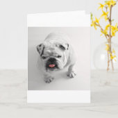 bulldog in bw kaart (Gele Bloem)