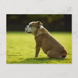 Bulldog in field briefkaart