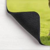 Bulldog in field muismat (Hoek)