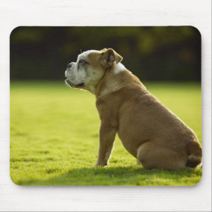 Bulldog in field muismat