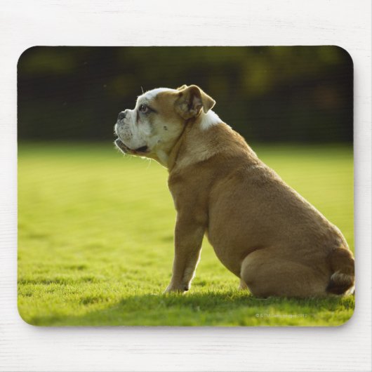 Bulldog in field muismat (Voorkant)