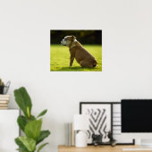 Bulldog in field poster (Thuiskantoor)