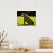 Bulldog in field poster (Keuken)