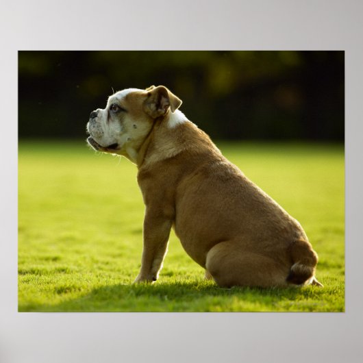 Bulldog in field poster (Voorkant)