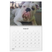 BullDog-jongen Kalender (Mar 2027)