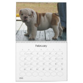 BullDog-jongen Kalender (Feb 2026)