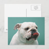 Bulldog-kaarten, cadeautjes, postage briefkaart (Voorkant / Achterkant)